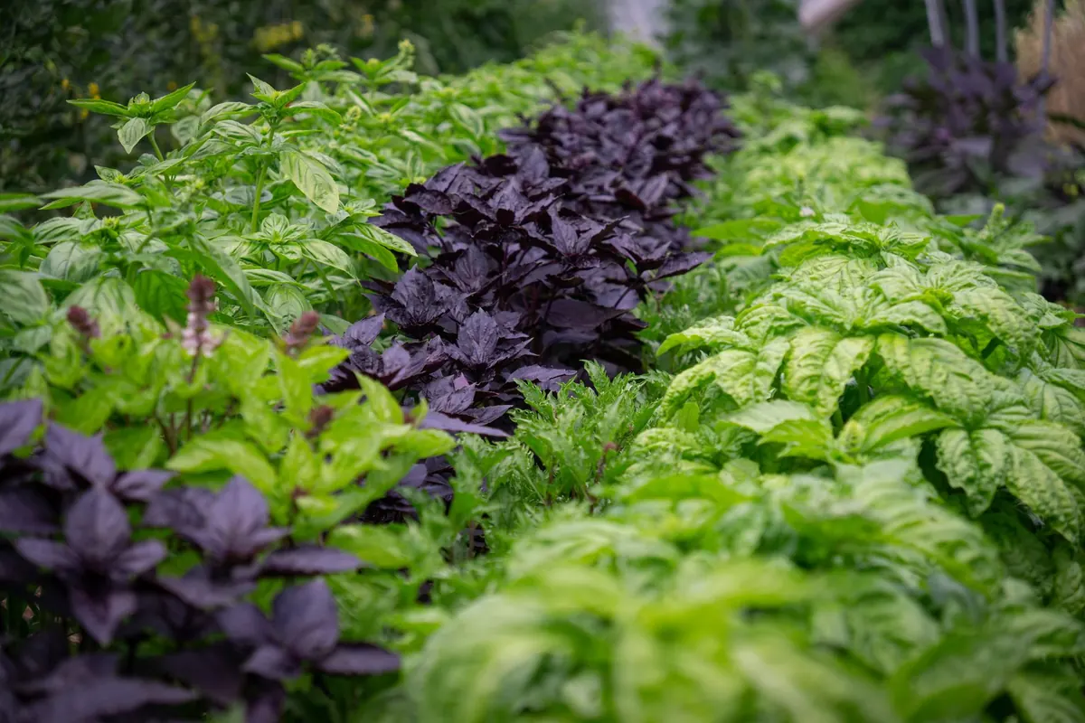 Basil Companion Planting: 8 Herbs and Vegetables That Thrive Nearby
