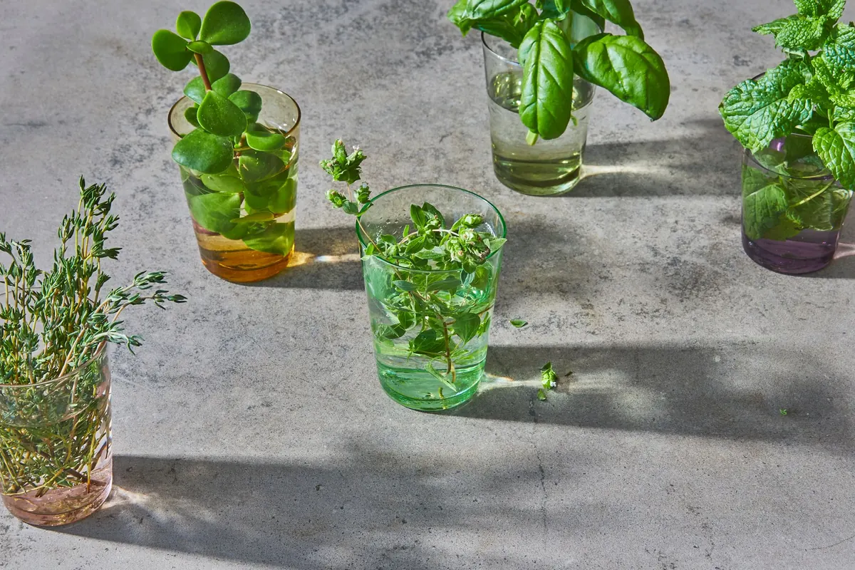 Basil Varieties Compared: Genovese, Thai, Greek and Purple