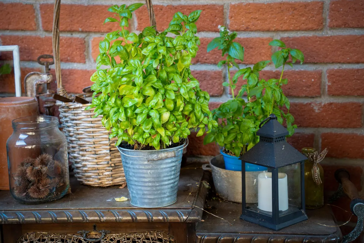 Basil Varieties