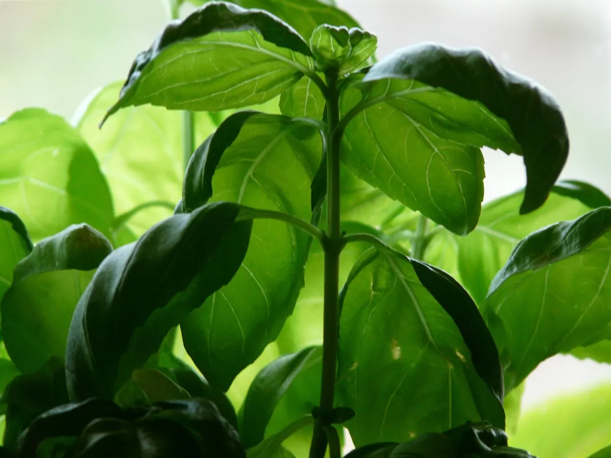 Growing Basil Indoors Year-Round: A Beginner's Checklist