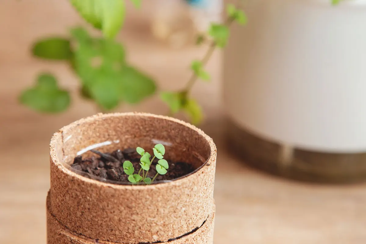 How to Grow Basil from Seed in the UK: A Month-by-Month Guide
