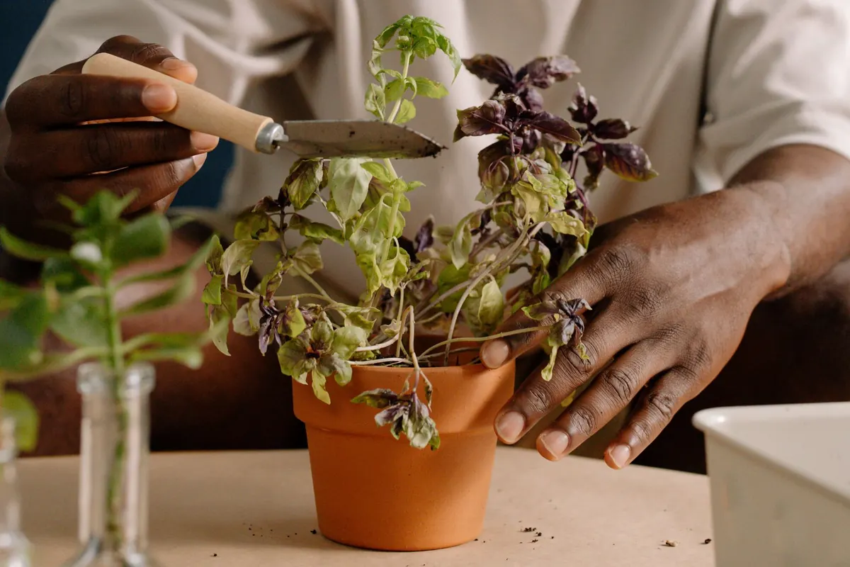 Pinching Out Basil: When and How to Prune for Bushier Plants